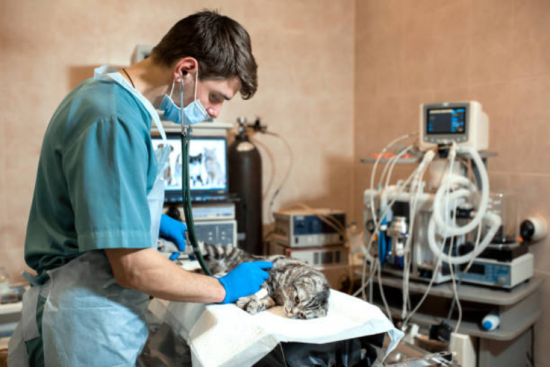 Clínica Especializada em Cirurgia de Castração de Cachorro PARQUE TECNOLOGICO DE BRASILIA GRANJA DO TORT - Cirurgia para Animais de Estimação