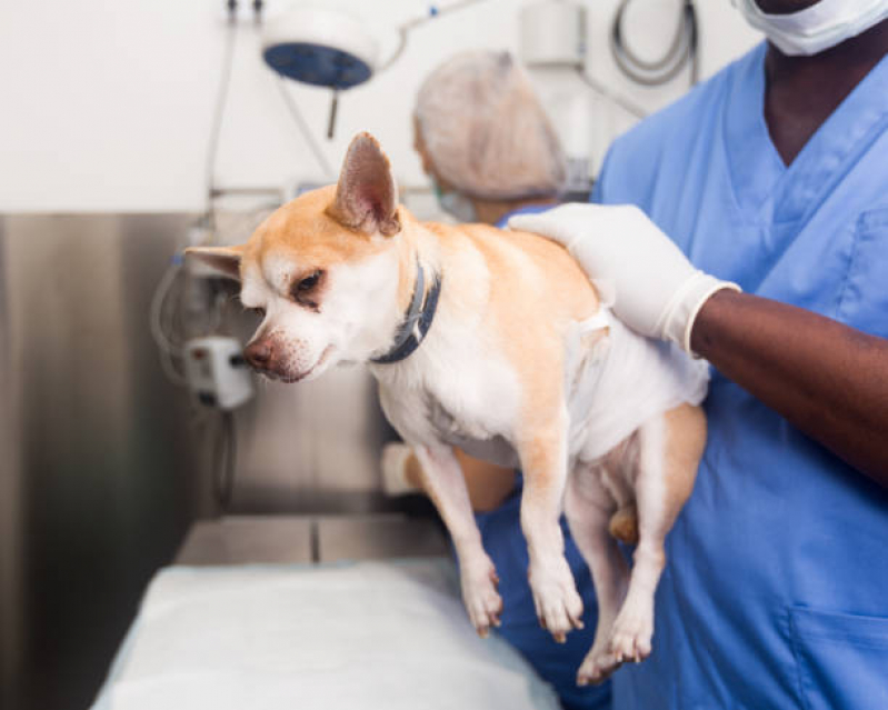 Clínica Especializada em Cirurgia em Animais SETOR DE CLUBES SUL - Cirurgia para Cães e Gatos