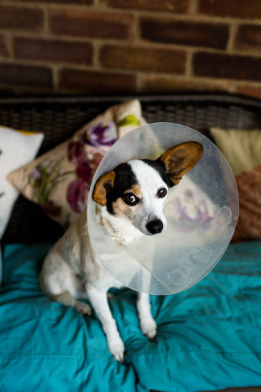 Clínica Especializada em Cirurgia para Animais de Estimação Metropolitana Núcleo Bandeira - Cirurgia de Castração de Cachorro