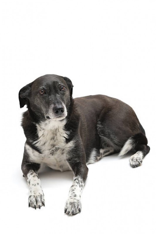 Clínica Especializada em Cuidado Paliativo Animal Sh Arniqueiras - Cuidado Paliativo para Pet