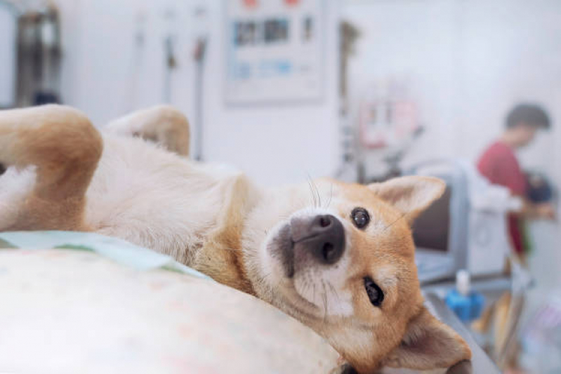 Clínica Especializada em Cuidado Paliativo Cachorro Grande Colorado - Cuidado Paliativo para Pet