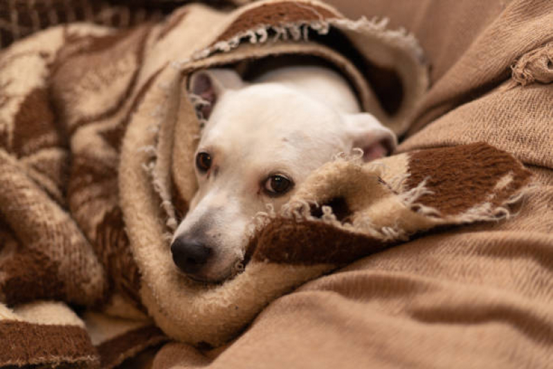 Clínica Especializada em Cuidado Paliativo para Cães Núcleo Bandeirante - Cuidado Paliativo para Cachorro