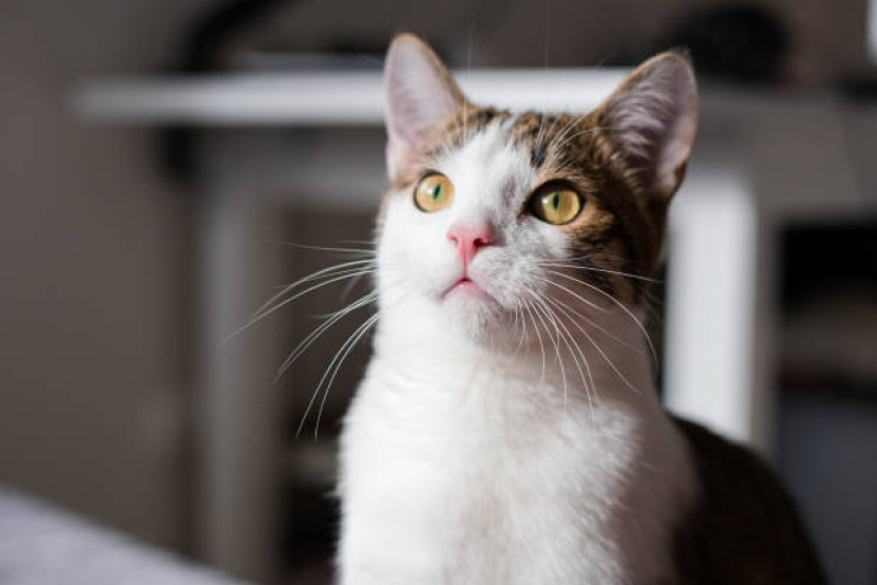 Clínica Especializada em Cuidado Paliativo para Gato Varjão do Torto - Cuidado Paliativo para Gatos