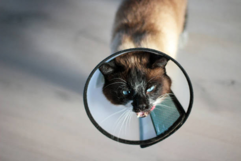 Clínica Especializada em Cuidado Paliativo para Pet SETOR DE HOTEIS E TURISMO NORTE - Cuidado Paliativo para Gatos