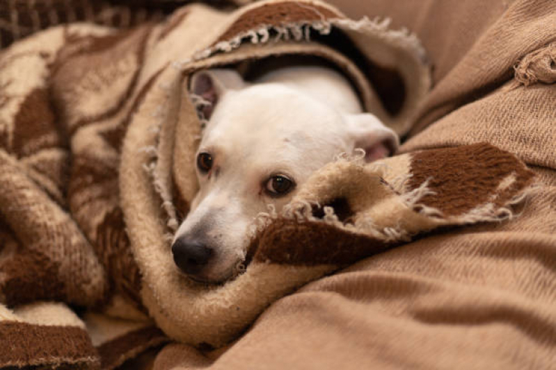 Clínica Especializada em Cuidado Paliativo Pet Núcleo Bandeirante - Cuidado Paliativo para Cachorro