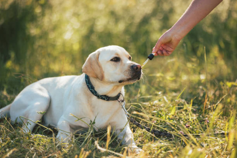 Clínica Especializada em Homeopatia Animal Cruzeiro Novo - Homeopatia para Pets