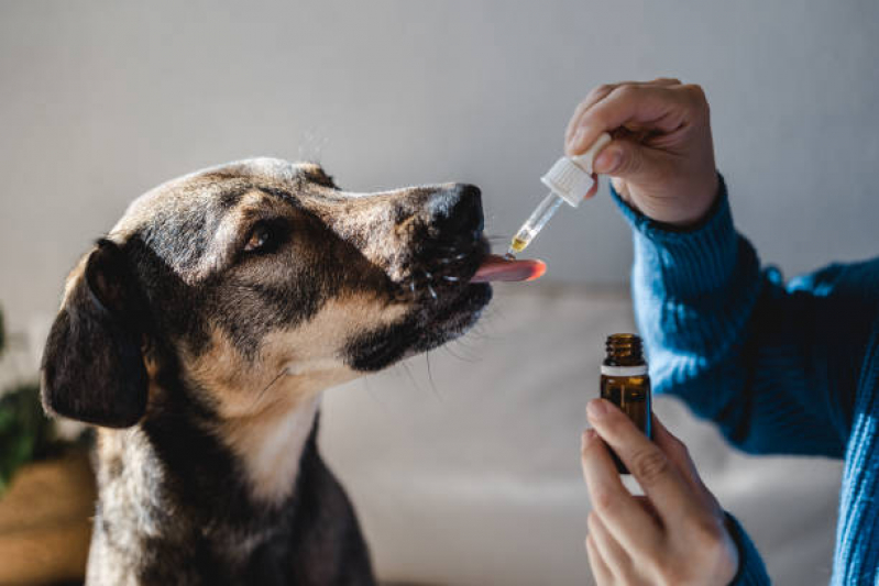 Clínica Especializada em Homeopatia para Animais Eixo Rodoviário Leste - Homeopatia para Cachorros