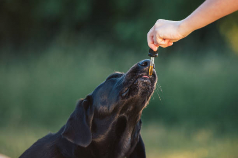 Clínica Especializada em Homeopatia para Cães e Gatos Sul Águas Claras - Homeopatia para Animais de Estimação