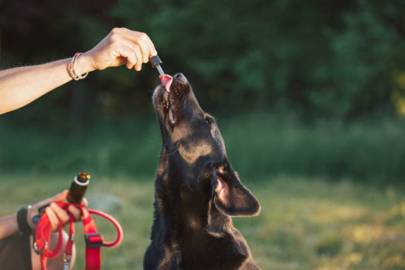 Clínica Especializada em Homeopatia para Cães Asa Sul - Homeopatia para Animais de Estimação