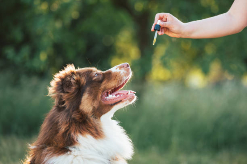 Clínica Especializada em Homeopatia para Pets Condomínio Solar de Brasília - Homeopatia para Cachorro