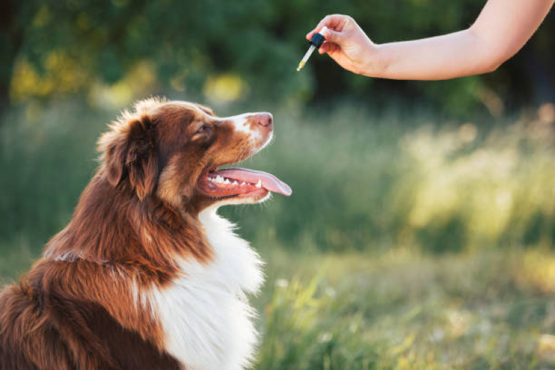 Clínica Especializada em Homeopatia Veterinária para Alergia Itapuã - Homeopatia para Animais de Estimação