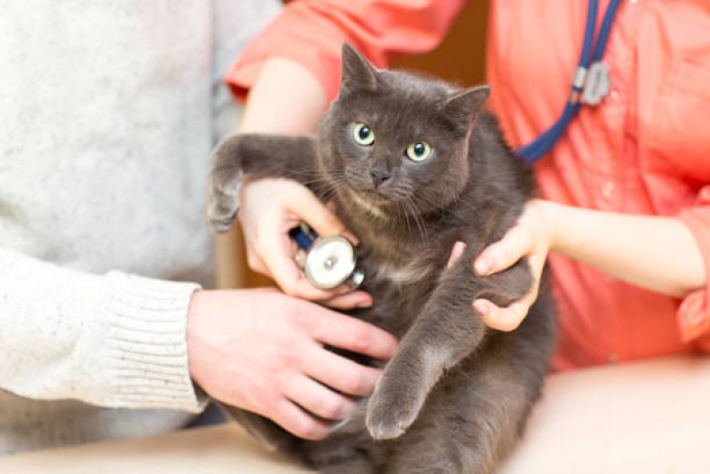 Clínica Especializada em Medicina Integrativa Cachorros Setor Sudoeste - Medicina Integrativa Veterinária