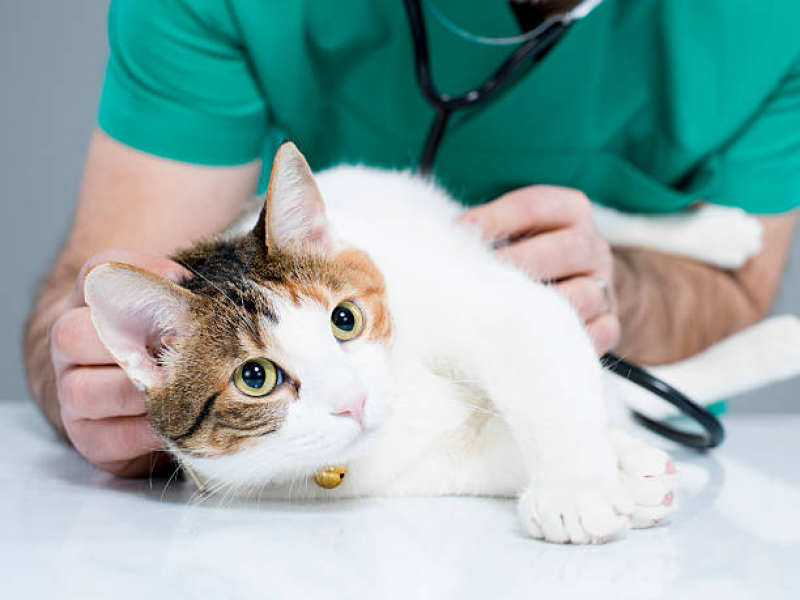 Clínica Especializada em Medicina Integrativa para Cães e Gatos Núcleo Bandeirante - Medicina Integrativa Veterinária
