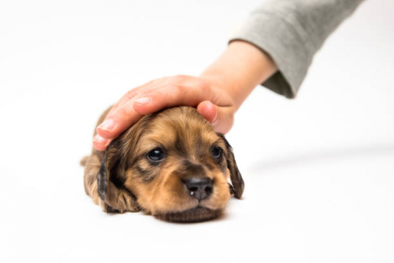 Clínica Especializada em Medicina Integrativa para Cães Guara - Medicina Integrativa para Pet