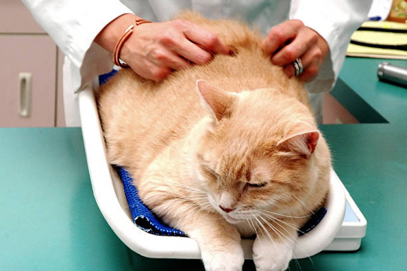 Clínica Especializada em Medicina Integrativa Veterinária Itapuã - Medicina Integrativa para Gatos