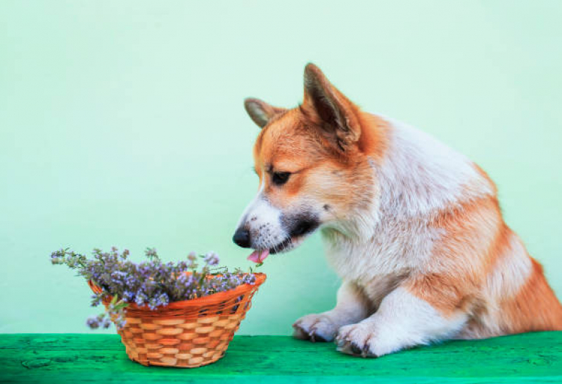 Clínica Especializada em Naturopatia para Animais EPUB Estrada Parque Universidade de Brasília - Naturopatia Animal