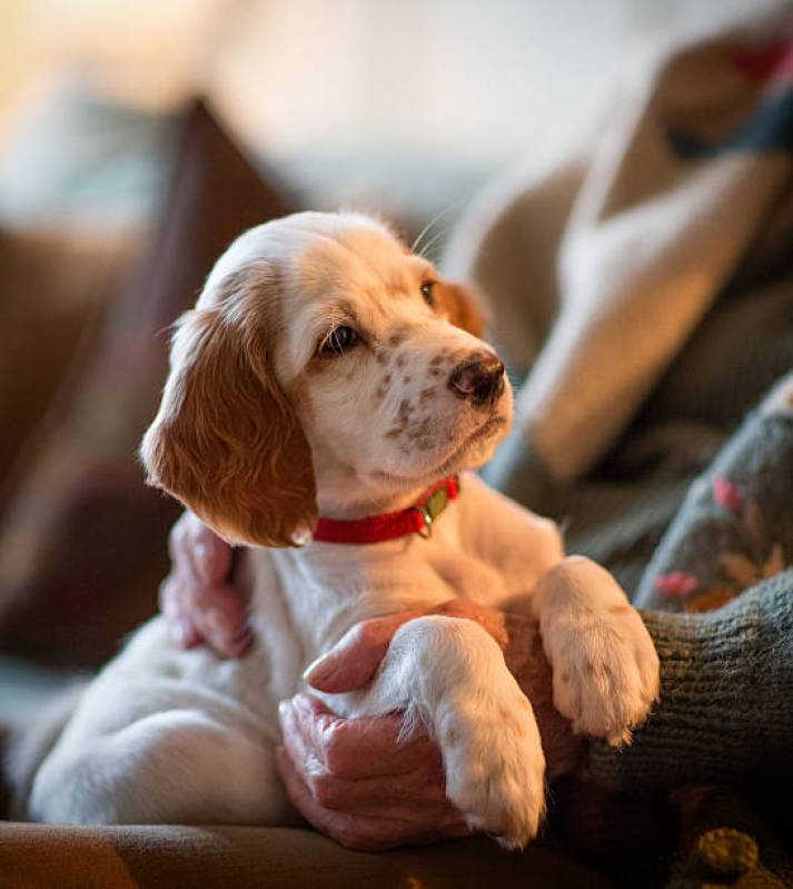 Clínica Especializada em Naturopatia para Gatos Octogonal/Sudoeste - Naturopatia para Cachorros