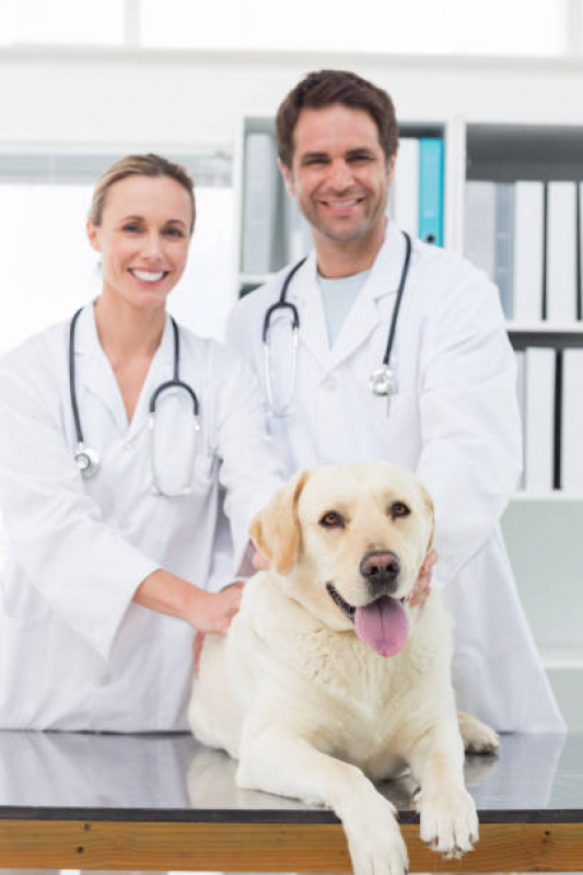 Clínica Especializada em Neurologia para Cachorros Cruzeiro - Neurologia Animal