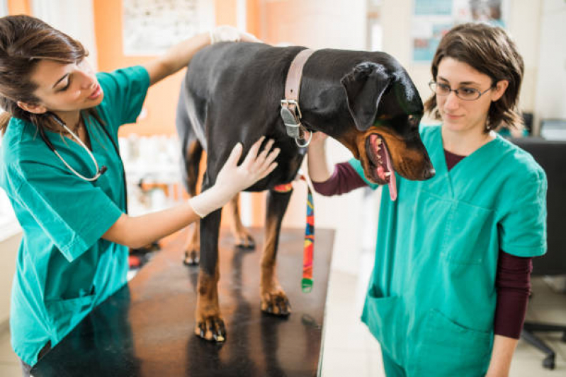 Clínica Especializada em Neurologia para Pet Metropolitana Núcleo Bandeira - Neurologia Cachorros