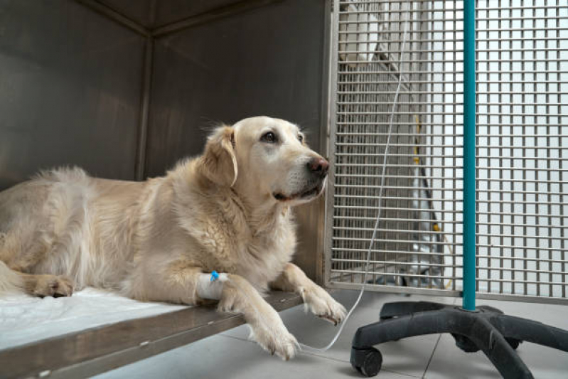 Clínica Especializada em Ozonioterapia Cachorros Vila Telebrasília - Ozonioterapia Animal