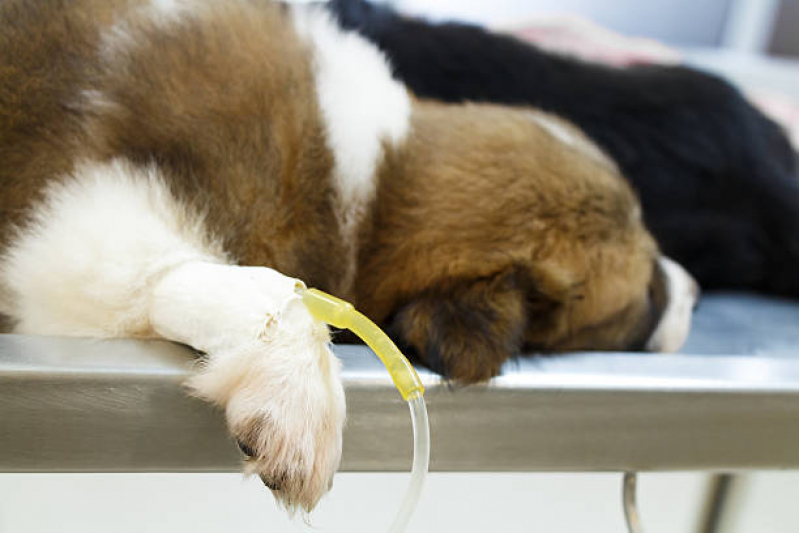 Clínica Especializada em Ozonioterapia para Cachorro Setor Administrativo - Ozonioterapia para Cães e Gatos