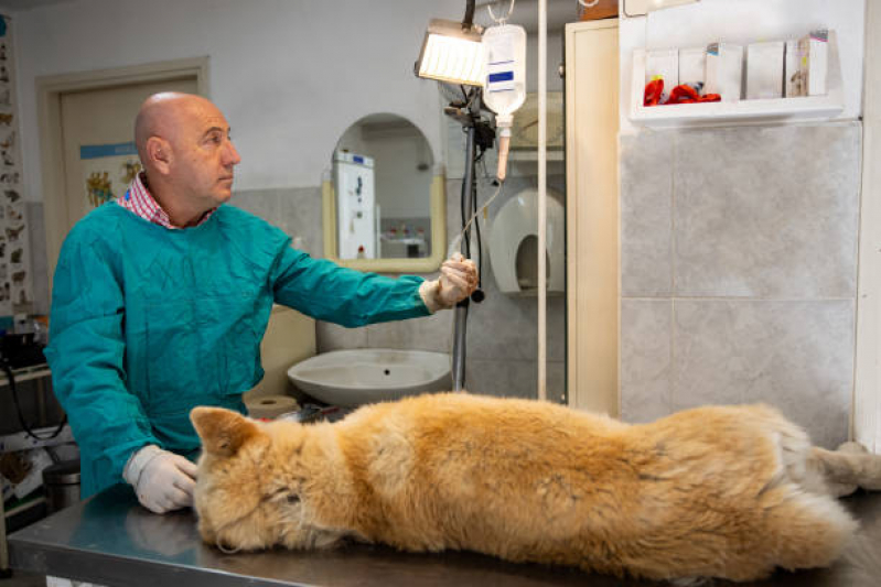 Clínica Especializada em Ozonioterapia para Cachorros e Gatos Norte Águas Claras - Ozonioterapia Animal