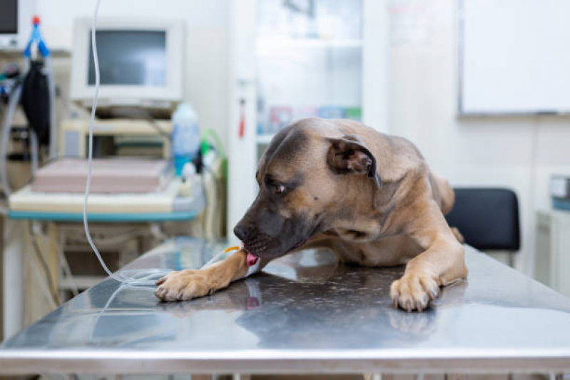 Clínica Especializada em Ozonioterapia para Cachorros Lado Norte - Ozonioterapia Cachorros