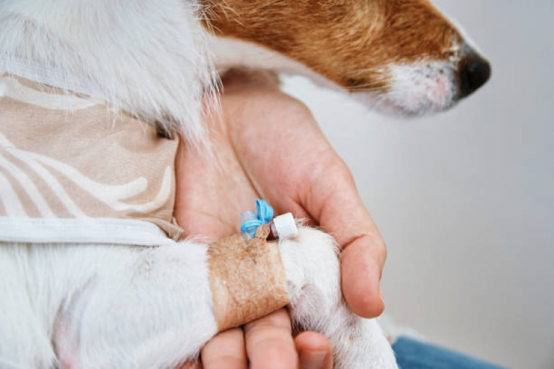 Clínica Especializada em Ozonioterapia para Cães e Gatos Jockey Club - Ozonioterapia Animal