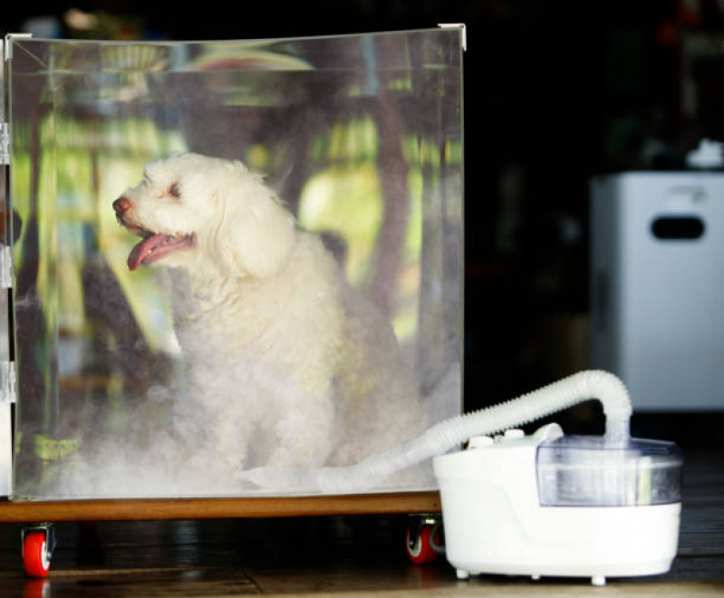 Clínica Especializada em Ozonioterapia para Cães SHTS Setor Hoteleiro Sul - Ozonioterapia para Cachorros