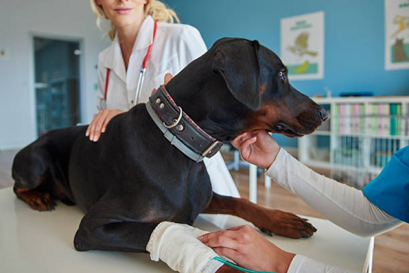 Clínica Especializada em Ozonioterapia para Gato Condomínio Quintas da Alvorada - Ozonioterapia para Cachorros