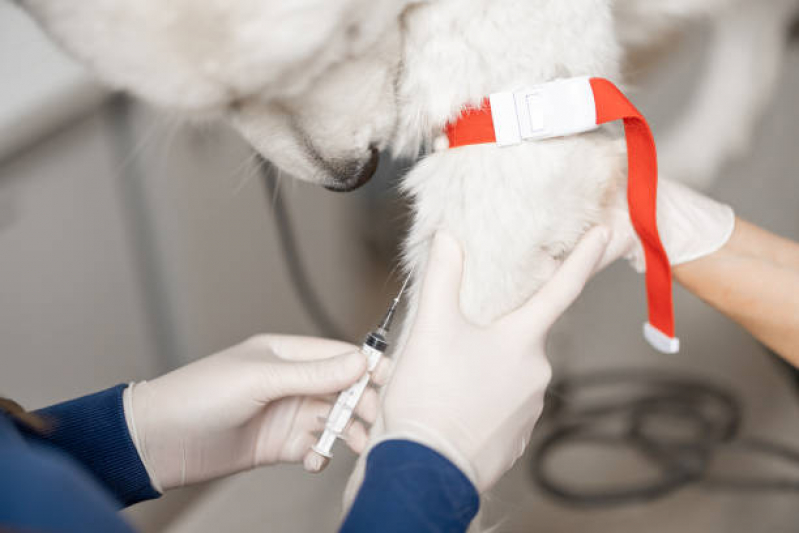 Clínica Especializada em Ozonioterapia para Pet Condomínio Alphavile - Ozonioterapia para Cachorros