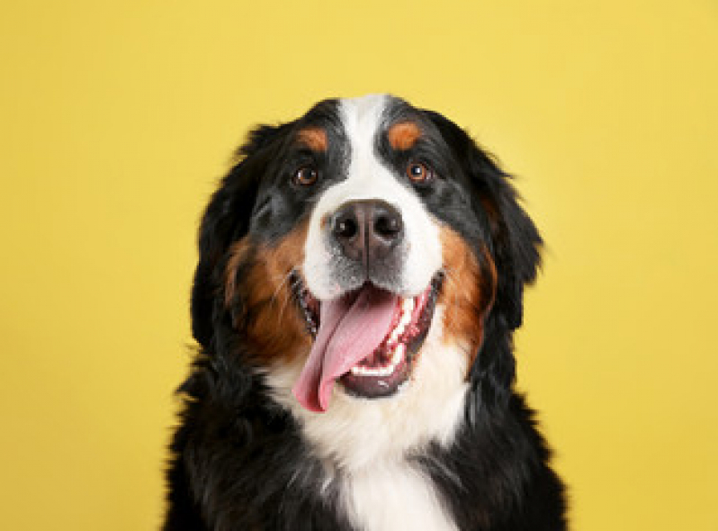 Clínica Especializada em Radiestesia para Cães ERL Sul - Comunicação Intuitiva com Animais