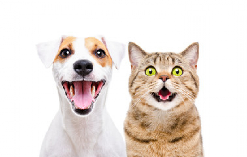 Clínica Especializada em Radiestesia para Gatos SIA - Radiônica para Gatos