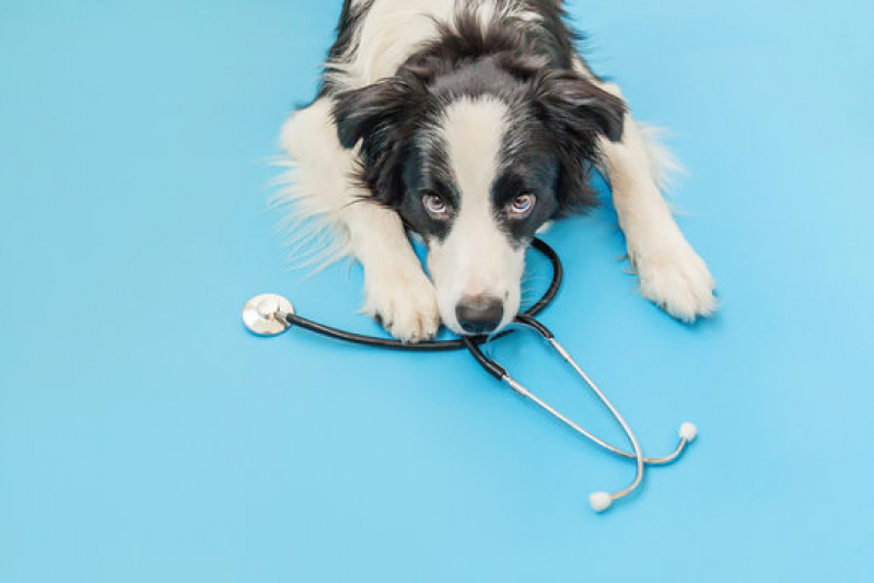 Clínica Geral para Animais Contato Setor de Clubes Sul - Clínica Geral na Area da Medicina Veterinária Lago Noroeste