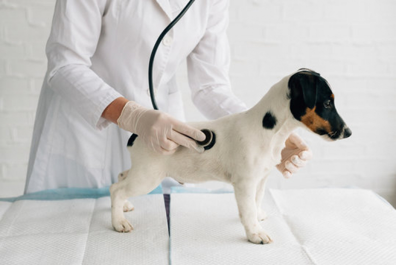 Clínica Geral para Animais SETOR DE CLUBES SUL - Clínica Geral Medicina Veterinária Asa Norte