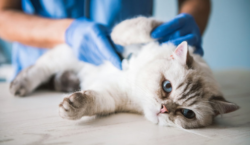 Clínica Geral Veterinária Contato Sobradinho - Clínica Geral Medicina Veterinária Asa Norte