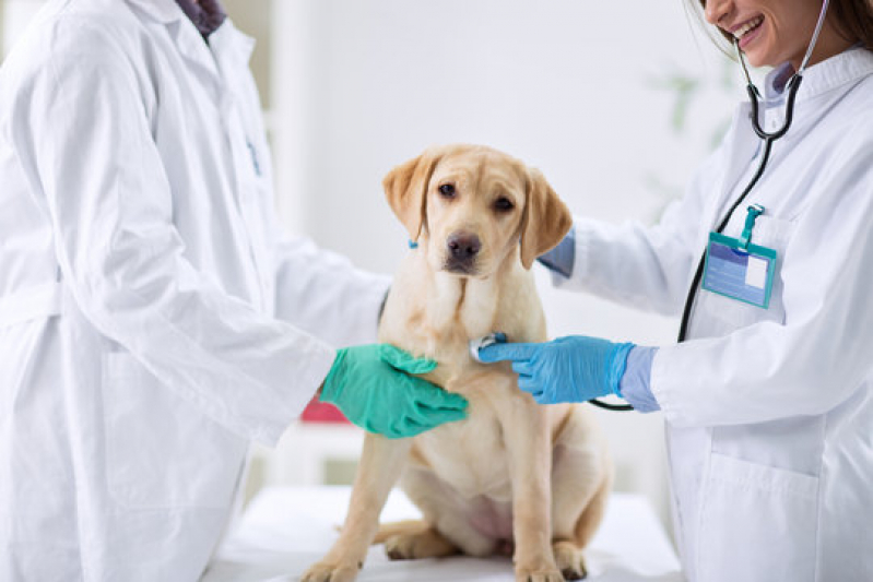 Clínica Geral Veterinária Perto Contato Plano Piloto - Clínica Geral para Animais Asa Norte