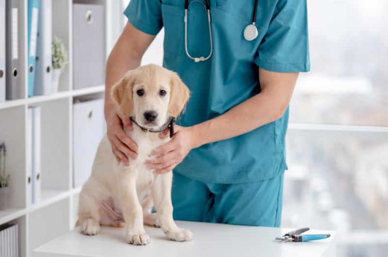 Clínica Geral Veterinária Perto de Mim Endereço Eixo L - Clínica Geral para Animais Asa Norte