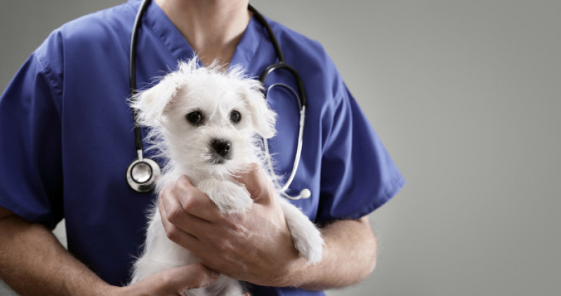 Clínica Geral Veterinária Perto Endereço PARQUE TECNOLOGICO DE BRASILIA GRANJA DO TORT - Clínico Geral Veterinário Asa Sul