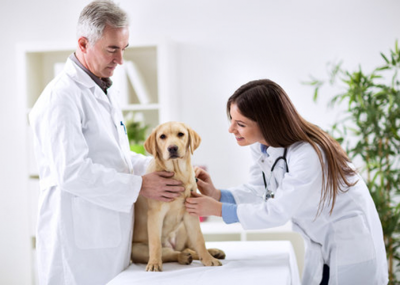 Clínica Geral Veterinária Perto SHTN Setor Hoteleiro Norte - Clínica Medica e Cirurgica de Pequenos Animais Asa Norte