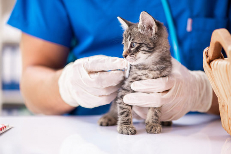 Clínica Medica e Cirurgica de Pequenos Animais Contato Asa Sul - Clínico Geral Veterinário Asa Sul