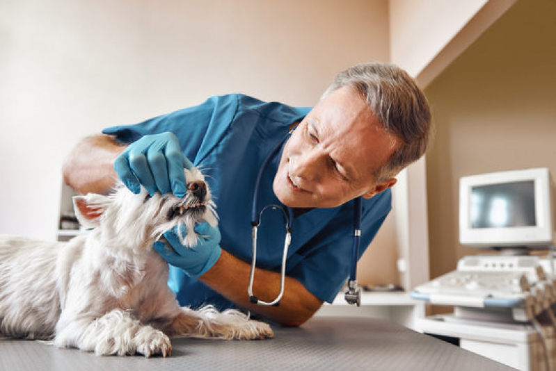 Clínica Medica e Cirurgica de Pequenos Animais Endereço Octogonal - Clínica Geral Veterinária Lago Noroeste