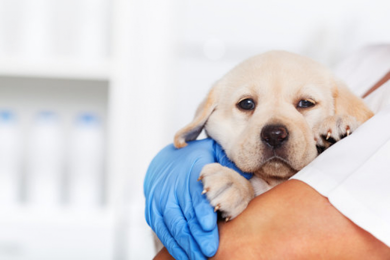 Clínica Medica e Cirurgica de Pequenos Animais Aeroporto de Brasilia - Clínica Geral para Animais Asa Norte