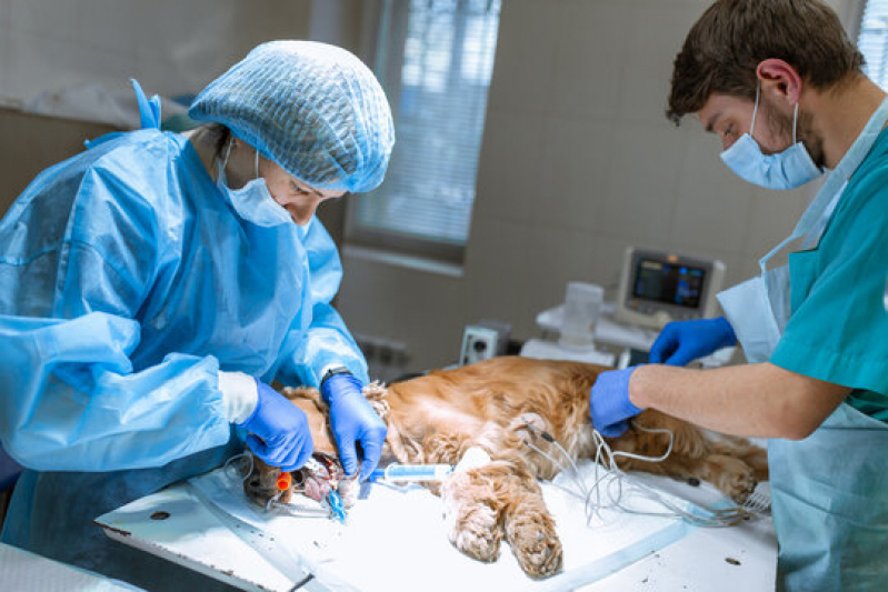 Clínica Que Faz Cirurgia de Castração Veterinária Condomínio Santa Mônica - Cirurgia Veterinária Asa Sul