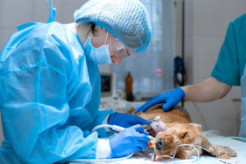 Clínica Que Faz Cirurgia Geral Veterinária EPNB Estrada Parque Núcleo Bandeirante - Cirurgia de Castração Veterinária Asa Sul