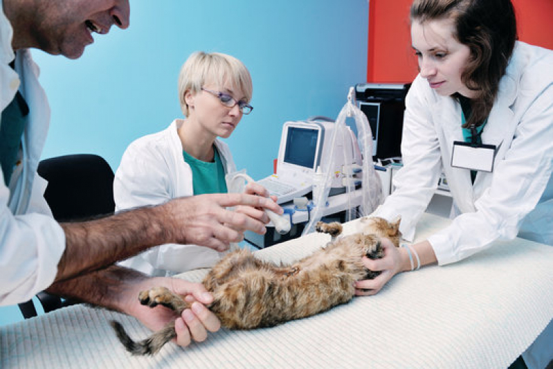 Clínica Que Faz Cirurgia Oftalmológica Veterinária Eixo Rodoviário Sul - Cirurgia Medicina Veterinária Asa Norte