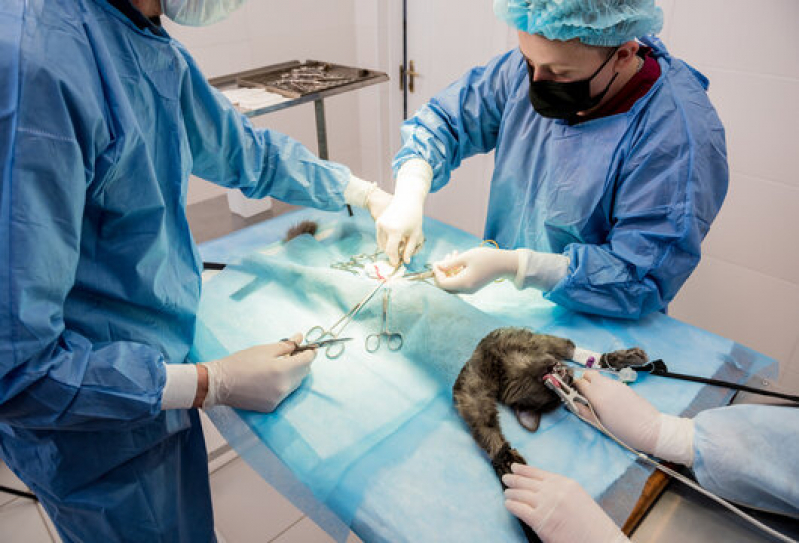 Clínica Que Faz Cirurgia Ortopédica Veterinária Eixo Rodoviário Norte - Cirurgia Veterinária Castração Asa Norte