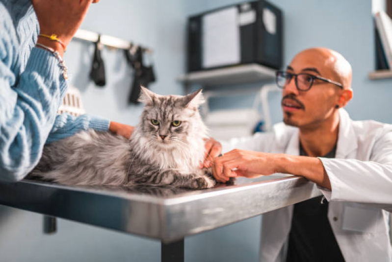 Clínica Veterinária Alimentação Natural Telefone Lago Sul - Clínica Veterinária para Gatos Asa Sul