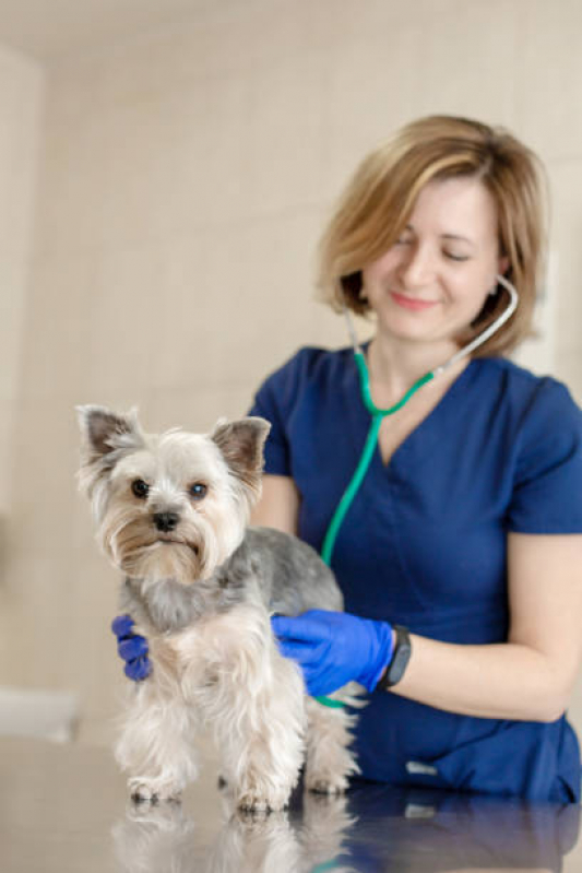 Clínica Veterinária Cães e Gatos Contato Lado Norte - Clínica Veterinária Animais Domésticos