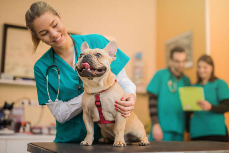 Clínica Veterinária Cão e Gato Telefone Cruzeiro Velho - Clínica Veterinária Pequenos Animais Lago Norte